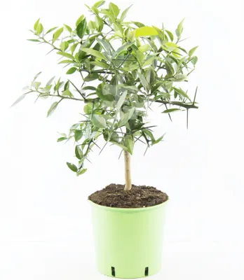 Produktbild von Yuzu Pflanze 70-100 cm – Citrus x junos – frosthart bis -12°C – veredelt – winterharte Zitruspflanze für Garten & Kübel