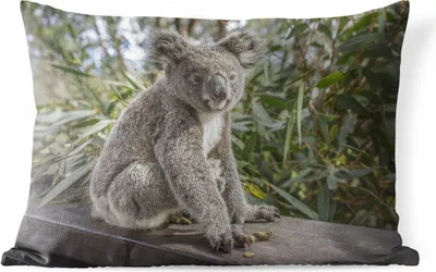 Produktbild von MuchoWow® Outdoor Kissen - Koala - Holz - Pflanzen - Kinder - Jungen - Mädchen - 60x40 cm - Wetterfest - Lounge Kissen - Zierkissen - Kissen für Innenräume