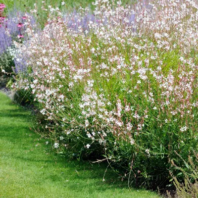 Produktbild von Bloomique - 3er-Set - Gaura Lindheimeri - Prachtkerze - Gartenpflanzen - Winterhart - Tierfreundlich - Höhe 10-20 cm - Topf 9x9 cm