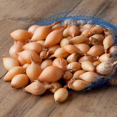 Produktbild von Steckzwiebel Zwiebel Wolska gelb gesund lecker Größe 15-21 0,5 Kg