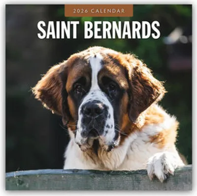 Produktbild von Saint Bernards - Bernhardiner 2026 - 16-Monatskalender