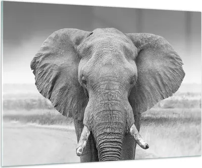 Produktbild von Bilder auf glas - Einteilig - Elefant Afrika Tier - 100x70cm - Glasbilder - Wandbilder - Bilder - zum Aufhängen bereit - Wanddekoration aus Glas - Glas Bilder - Wandbild auf Glas - GAA100x70-5072