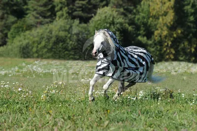 Produktbild von Bucas Fliegendecke Buzz-Off Full Neck Zebra