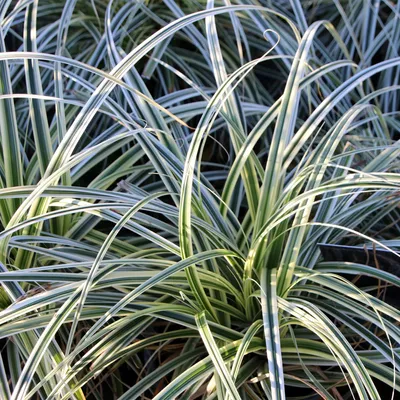 Obrázek produktu pro Okrasná tráva Carex oshimensis Everest - bílá - zeleno-bílá - stálezelená a