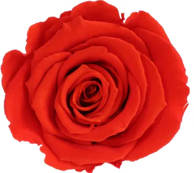 Produktbild von Infinity Rose L Ø5cm konserviert stabilisiert haltbar Rosenkopf ewige Rosenblüte 1 St. Orange-Gelb (bic01)