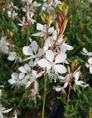 Image de Gaura lindheimeri SEL® BELLEZA WHITE / Gaura compacte blanche