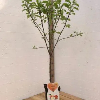 Productafbeelding van Elstar Appelboom -Fruitboom- 120 cm hoog- Laagstam- Potgekweekt- professioneel telersras