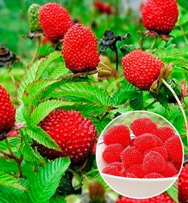 Produktbild von Erdbeerhimbeere - Rubus illecebrosus, Cont. 0,8 l