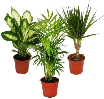 Zdjęcie produktu dla Egzotyczne serce - zestaw roslin domowych - Dieffenbachia - Chamaedorrea elegans - Dracaena marginata - 3 rosliny - latwa pielegnacja - oczyszczanie powietrza - doniczka 12 cm