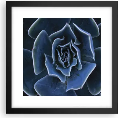 Produktbild von Gerahmtes Poster - Schwarzer Rahmen - Blau Kaktus Blume - 30x30 cm - Wand Bild - Wanddeko - Wandbilder - Kunstposter - Wandposter - Bilderrahmen - Bilder - Kunstdruck - P2BAC30x30-5008