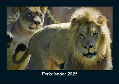 Produktbild von Tierkalender 2025 Fotokalender DIN A5