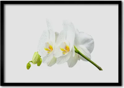 Produktbild von Bild 70x50 MDF-Rahmen Wandkunst Weiße Orchidee Blütenblätter