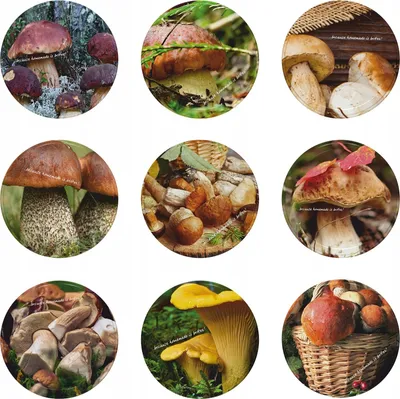 Image de Couvercle pour bocal fi66 motif champignons 10 pièces