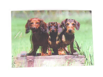 Produktbild von 3 D Ansichtskarte Dackel, Postkarte Wackelkarte Hologrammkarte Bild Haustier Hunde