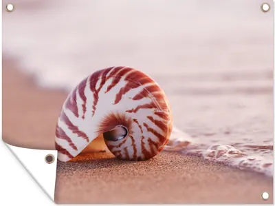 Produktbild von MuchoWow® 40x30 cm Outdoor-Poster Gartendeko Sichtschutz Garten Poster für den Garten  Muschel - Strand - Meer - Sand