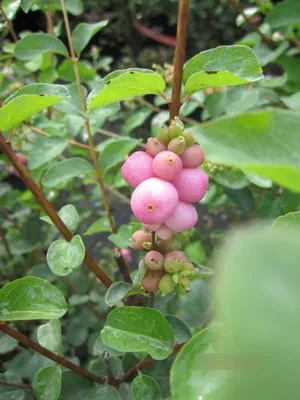 Produktbild von Symphoricarpos doorenbosii Mother of Pearl - Schneebeere - 60-100 cm
