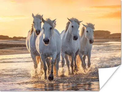 Produktbild von MuchoWow® Poster Pferde - Wasser - Strand - Tiere 120x90 cm - Wandbild