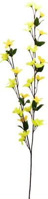 Produktbild von Forsythie - Goldregen 70 cm