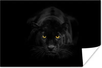 Produktbild von MuchoWow® Poster Leopard - Augen - Schwarz 30x20 cm - Plakate - Print