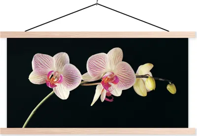 Produktbild von MuchoWow® Textilposter Orchidee - Blumen - Schwarz - Rosa - Knöpfe 120x60 cm mit holzfarbenen Rahmen - Klemmleiste