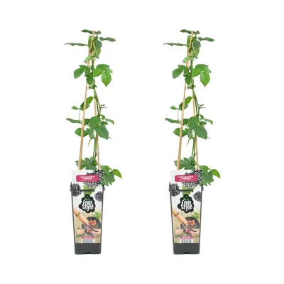 Zdjęcie produktu dla Bloomique - Zestaw 2 szt. - Rubus Fruticosus Thornfree - Krzew jeżyny - Rośliny owocowe - Rośliny ogrodowe - Odporne na zimę - Wysokość 50-70 cm - Doniczka 15 cm
