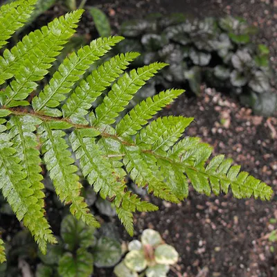 Image de 6 x Fougère bouclier japonaise - Polystichum polyblepharum | Pot 9cm x 9cm