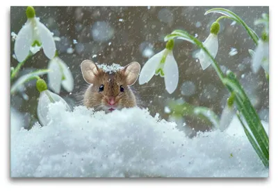 Produktbild von Premium Textil-Leinwand 120x80cm quer Die Schnee-Mäusekönigin | Wandbild, HD-Bild auf Keilrahmen, Fertigbild auf hochwertigem Vlies, Leinwanddruck von Peter Roder