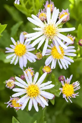 Produktbild von Aster ageratoides 'Asran', Herbstaster, violett, ca. 9x9 cm Topf
