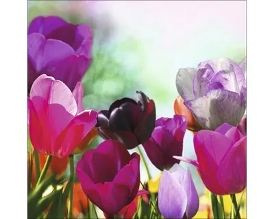 Produktbild von Glasbild Colorful Tulips II 50x50 cm