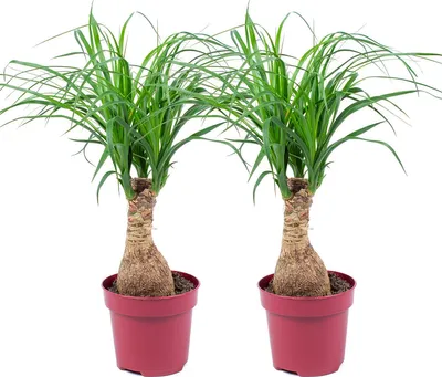 Zdjęcie produktu dla Bloomique - Zestaw 2 szt. - Beaucarnea Recurvata - Elephant Foot - Elephant's Foot - Rośliny doniczkowe - Oczyszczające powietrze - Przyjazne dla zwierząt - Łatwe w utrzymaniu - Wysokość 30-40 cm - Doniczka 12 cm