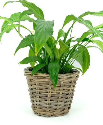 Produktbild von Aubry Gaspard CCO 7240 P, Rattan, Korb, 250 mm, 700 g