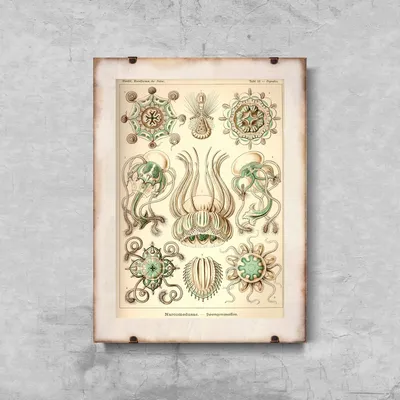 Produktbild von Poster - Canvas - Leinwand - 29,7 cm x 42 cm - Zeichnung Meerestiere