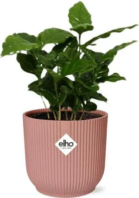 Image de Caféier Coffea Arabica, plante d'intérieur en pot de 14cm, rose, facile