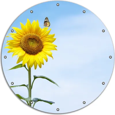 Produktbild von Wallario rundes Outdoor-Poster für Garten oder Balkon, Motiv Sonnenblume mit Schmetterling, 90 cm Durchmesser