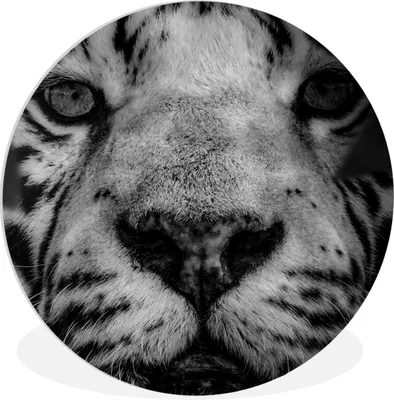 Produktbild von MuchoWow® Rundes Wandbild - Runde Bilder Dschungel - Tiger - Schwarz - Weiß Ø 30 cm Kreis Wanddekoration Kunststoff - Wandkreis - Wandschmuck - Schlafzimmer - Bilder - Der Kreis - Kunst für die Wohnung - Plastik - Kunstdruck - Wandbild