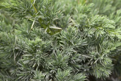 Produktbild von Juniperus squamata 'Meyeri', Blauer Zwergwacholder, 20–30 cm