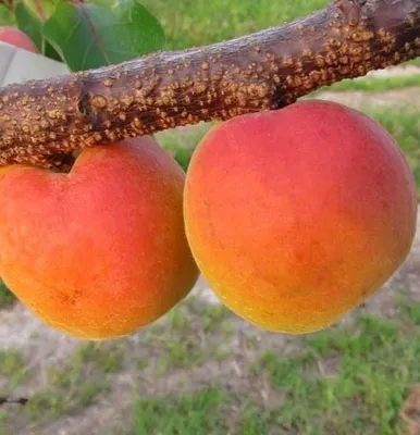 Two ripe apricots hanging from a tree branch.