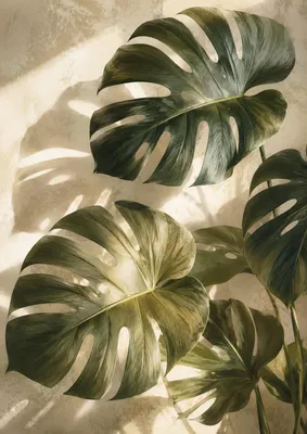 Produktbild von Botanisches Poster DIN A2 – Monstera Blätter Wandbild mit Schatten, matt