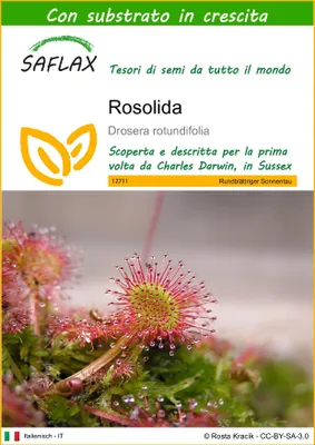 Immagine prodotto di SAFLAX  - Rosolida - 50 semi - Con substrato - Drosera