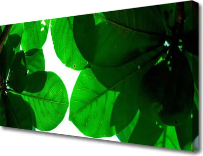 Produktbild von Tulup Leinwand-Bilder 100x50 Wandbild Canvas Kunstdruck Blätter Pflanzen