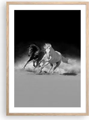 Produktbild von Gerahmtes Poster - Rahmen in heller Eiche - Andalusier Pferde Galopp - 50x70 cm - Wand Bild - Wanddeko - Wandbilder - Wandposter - Bilderrahmen - Bilder - Kunstdruck - Wandbild - P2NPA50x70-4240