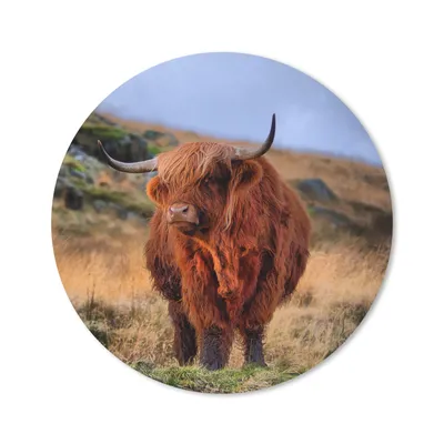Produktbild von MuchoWow® Mauspad Mousepad Schottische Highlander - Gras - Steine 40x40 cm - Mousepads - Maus Mat - Pad - Mausunterlage - Schreibtisch Accessoires