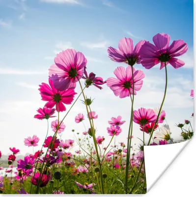 Produktbild von MuchoWow® Poster Blumen - Rosa - Cosmea 100x100 cm - Babyzimmer