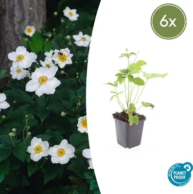 Zdjęcie produktu dla Krzew ozdobny – Anemon jesienny – Anemone hupehensis 'Honorine Jobert' – Doniczka 9 cm – Zestaw 6 roślin