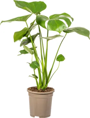 Produktbild von Monstera Deliciosa Tauerii Ø17cm - ↕60cm