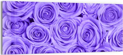 Produktbild von DEQORI Glasbild Echtglas 125x50 cm 'Lila Rosenpracht' Wandbild Bild modern Deko