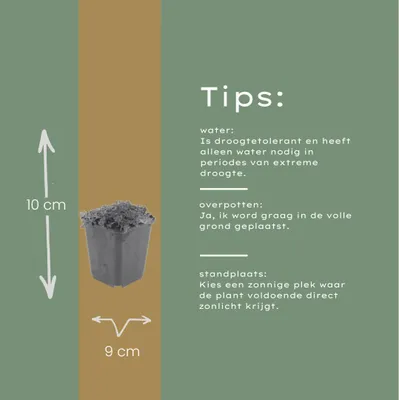 Produktbild von Thymian Thymus praecox Albiflorus Bodendecker – 12 Pflanzen – Ø9cm – Höhe 10-25cm – Weiß blühender Polsterthymian – Winterhart