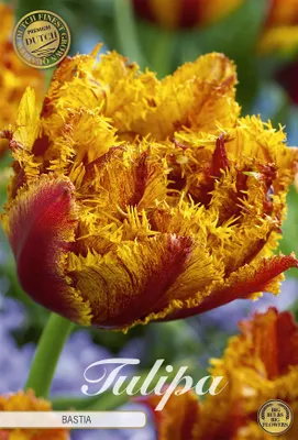 Artikelbild 2 von 'Tulpe Bastia (7 Stück)' aus der Kategorie Tulpenzwiebeln