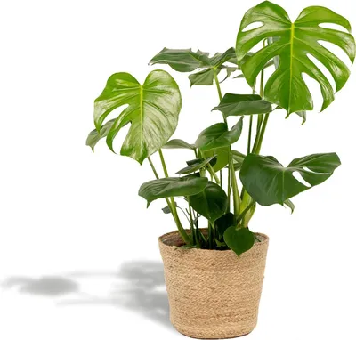 Zdjęcie produktu dla Monstera Deliciosa 80 cm, średnica 21 cm, w koszu, roślina doniczkowa o liściach przypominających okna, oczyszczająca powietrze