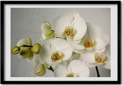 Produktbild von Bild - Bilderrahmen - 100 cm x 70 cm - MDF - Rahmen - Foto - Wandkunst weisse Orchidee